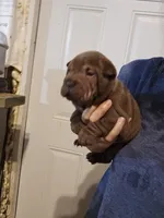 Chocolate dilute boy , a male Chinese Shar-Pei for sale in Atlanta, GA – 9 of 10
