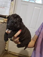Satin black female , a female Chinese Shar-Pei for sale in Atlanta, GA – 2 of 10