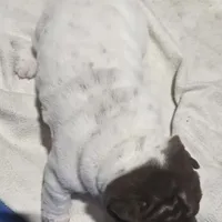 By color boy, a female Chinese Shar-Pei for sale in West Palm Beach, FL – Photo 3 of 10