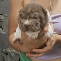 By color boy, a female Chinese Shar-Pei for sale in West Palm Beach, FL – Photo 4 of 10