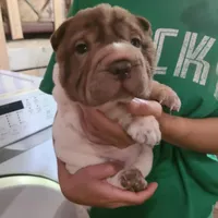 By color boy, a female Chinese Shar-Pei for sale in West Palm Beach, FL – Photo 1 of 10