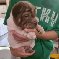 By color boy, a female Chinese Shar-Pei for sale in West Palm Beach, FL – Photo 8 of 10