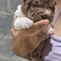 By color boy, a female Chinese Shar-Pei for sale in West Palm Beach, FL – Photo 7 of 10
