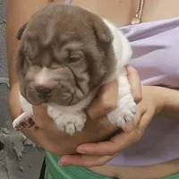 By color boy, a female Chinese Shar-Pei for sale in West Palm Beach, FL – Photo 2 of 10