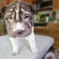 By color boy, a female Chinese Shar-Pei for sale in West Palm Beach, FL – Photo 9 of 10
