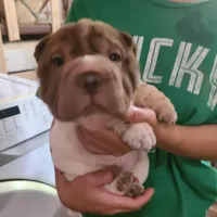 By color boy, a female Chinese Shar-Pei for sale in West Palm Beach, FL – Photo 5 of 10