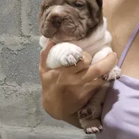 By color boy, a female Chinese Shar-Pei for sale in West Palm Beach, FL – Photo 6 of 10