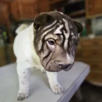 By color boy, a female Chinese Shar-Pei for sale in West Palm Beach, FL – Photo 10 of 10