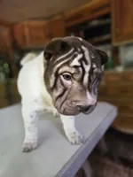 processed/f857a35f-a2db-4894-9609-5e60acbea6d5/listing/d439a0f4-2331-44c5-a4a3-92bc761a13e3/fd62e98f-dee8-42a0-8739-7522c9fd4942