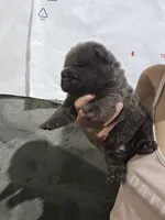 Bear coat blue girl, a female Chinese Shar-Pei for sale in Atlanta, GA – 3 of 10