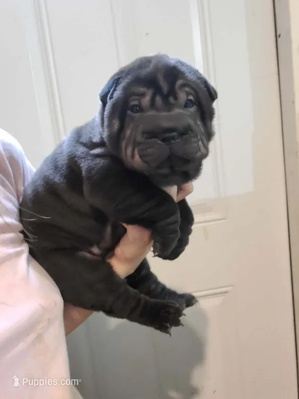 Satin black female  – Chinese Shar-Pei puppy for sale in Atlanta, GA