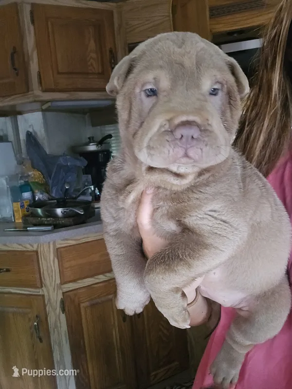Blue girl – Chinese Shar-Pei puppy for sale in Atlanta, GA