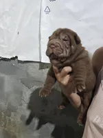 Chocolate dilute girl , a female Chinese Shar-Pei for sale in Atlanta, GA – 5 of 9