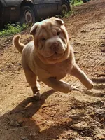 Albino champagne girl, a female Chinese Shar-Pei for sale in Atlanta, GA – 1 of 10
