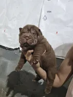 Chocolate dilute girl , a female Chinese Shar-Pei for sale in Atlanta, GA – 3 of 9