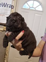 Satin black female , a female Chinese Shar-Pei for sale in Atlanta, GA – 6 of 10