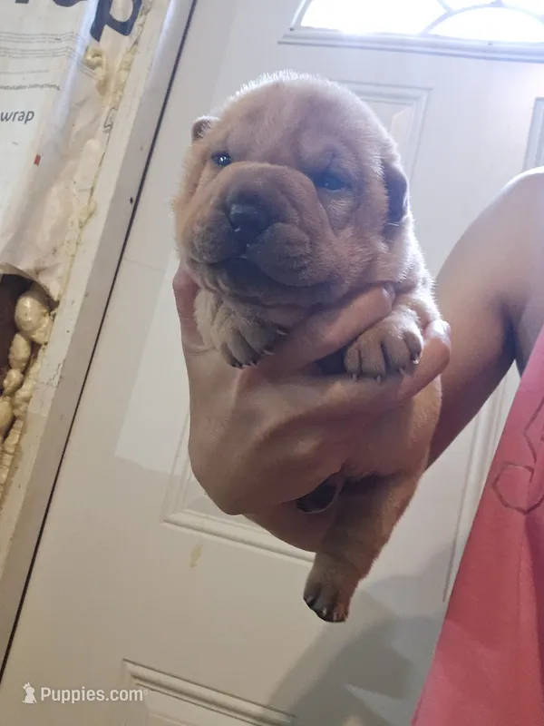 Apricot girl dark nose – Chinese Shar-Pei puppy for sale in Atlanta, GA