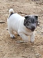 Bi color male, a male Chinese Shar-Pei for sale in West Palm Beach, FL – Photo 1 of 10