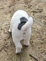 Bi color male, a male Chinese Shar-Pei for sale in West Palm Beach, FL – Photo 3 of 10