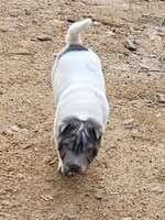 Bi color male, a male Chinese Shar-Pei for sale in West Palm Beach, FL – Photo 2 of 10