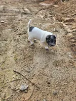 Bi color male, a male Chinese Shar-Pei for sale in West Palm Beach, FL – Photo 10 of 10