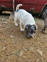 Bi color male, a male Chinese Shar-Pei for sale in West Palm Beach, FL – Photo 7 of 10