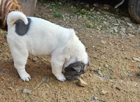 Bi color male, a male Chinese Shar-Pei for sale in West Palm Beach, FL – Photo 4 of 10