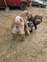 Bi color male, a male Chinese Shar-Pei for sale in West Palm Beach, FL – Photo 8 of 10