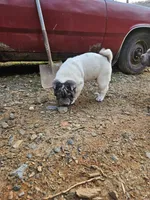 Bi color male, a male Chinese Shar-Pei for sale in West Palm Beach, FL – Photo 9 of 10