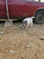 Bi color male, a male Chinese Shar-Pei for sale in West Palm Beach, FL – Photo 6 of 10
