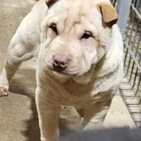 Cream apricot girl, a female Chinese Shar-Pei for sale in West Palm Beach, FL – Photo 5 of 7
