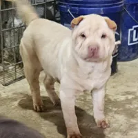 Cream apricot girl, a female Chinese Shar-Pei for sale in West Palm Beach, FL – Photo 1 of 7