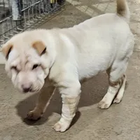 Cream apricot girl, a female Chinese Shar-Pei for sale in West Palm Beach, FL – Photo 6 of 7