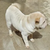 Cream apricot girl, a female Chinese Shar-Pei for sale in West Palm Beach, FL – Photo 7 of 7