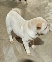 processed/f857a35f-a2db-4894-9609-5e60acbea6d5/listing/ddfaf00d-1190-44a9-9f17-8c71a35589a8/b364cb16-7e4d-4a70-a82d-b62f59ed807b