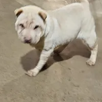 Cream apricot girl, a female Chinese Shar-Pei for sale in West Palm Beach, FL – Photo 4 of 7