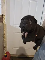 Satin black boy , a male Chinese Shar-Pei for sale in Atlanta, GA – 9 of 10