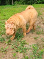 Lucy, a female Chinese Shar-Pei for sale in Atlanta, GA – 3 of 10