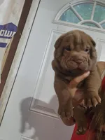 Chocolate dilute boy , a male Chinese Shar-Pei for sale in Atlanta, GA – 8 of 9
