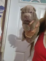 Lilac female , a female Chinese Shar-Pei for sale in Atlanta, GA – 3 of 10