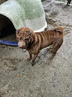 Blue , a male Chinese Shar-Pei for sale in Atlanta, GA – 4 of 5