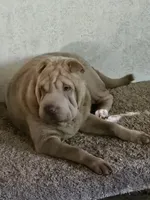 Albino champagne girl, a female Chinese Shar-Pei for sale in Atlanta, GA – 10 of 10