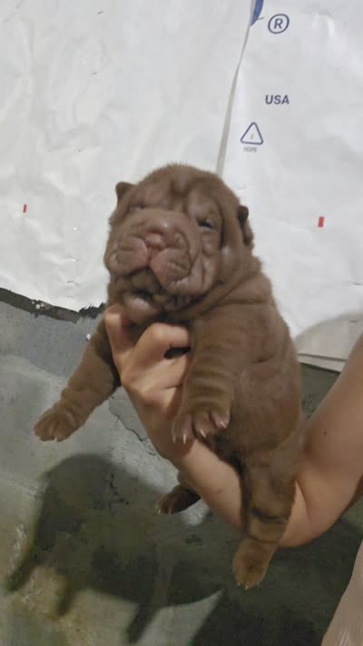 Chocolate dilute girl , a female Chinese Shar-Pei for sale in Atlanta, GA – 9 of 9
