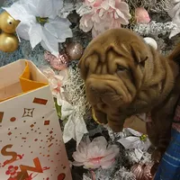 Chocolate dilute Girl, a female Chinese Shar-Pei for sale in West Palm Beach, FL – Photo 2 of 10