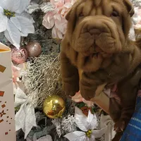 Chocolate dilute Girl, a female Chinese Shar-Pei for sale in West Palm Beach, FL – Photo 3 of 10