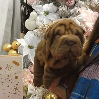 Chocolate dilute Girl, a female Chinese Shar-Pei for sale in West Palm Beach, FL – Photo 6 of 10