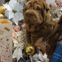 Chocolate dilute Girl, a female Chinese Shar-Pei for sale in West Palm Beach, FL – Photo 1 of 10