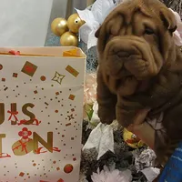 Chocolate dilute Girl, a female Chinese Shar-Pei for sale in West Palm Beach, FL – Photo 10 of 10