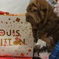 Chocolate dilute Girl, a female Chinese Shar-Pei for sale in West Palm Beach, FL – Photo 4 of 10