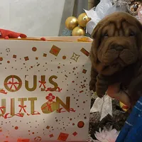 Chocolate dilute Girl, a female Chinese Shar-Pei for sale in West Palm Beach, FL – Photo 8 of 10